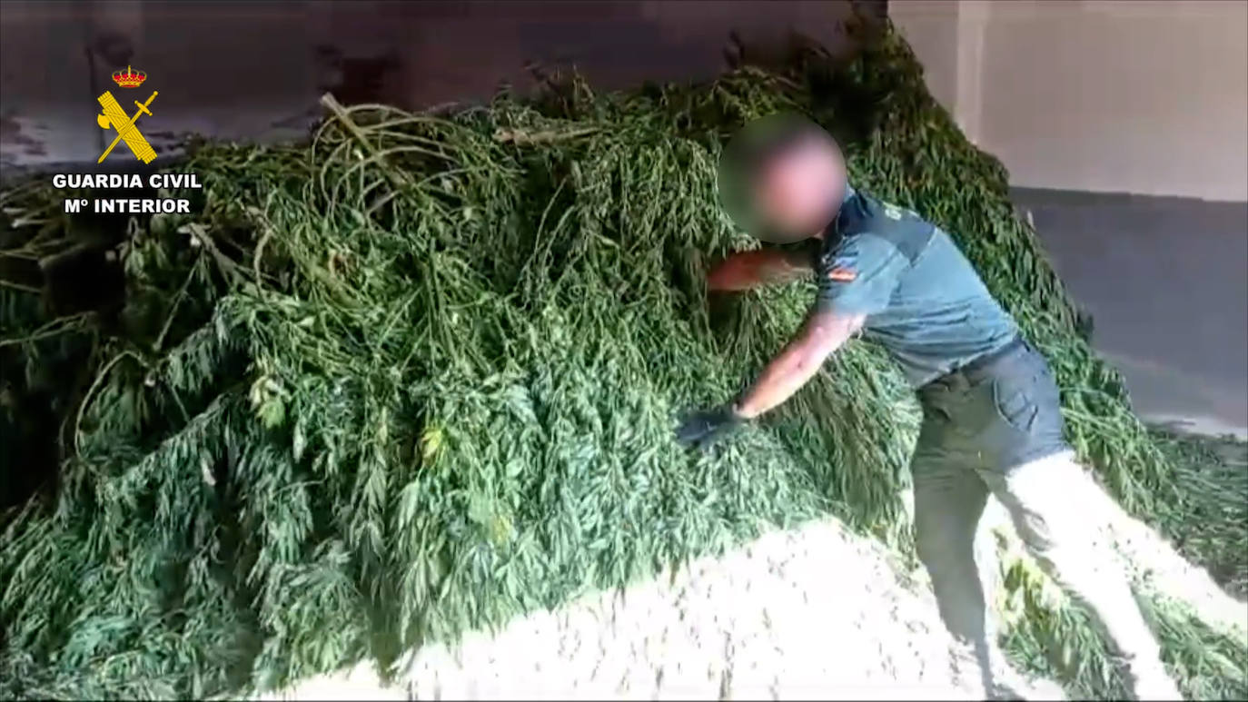 Así era la macroplantación de marihuana desmantelada en La Vera