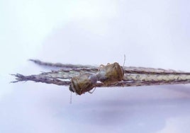 Esta especie de chinche deja manchas oscuras conocidas como 'ojos de perdiz'.