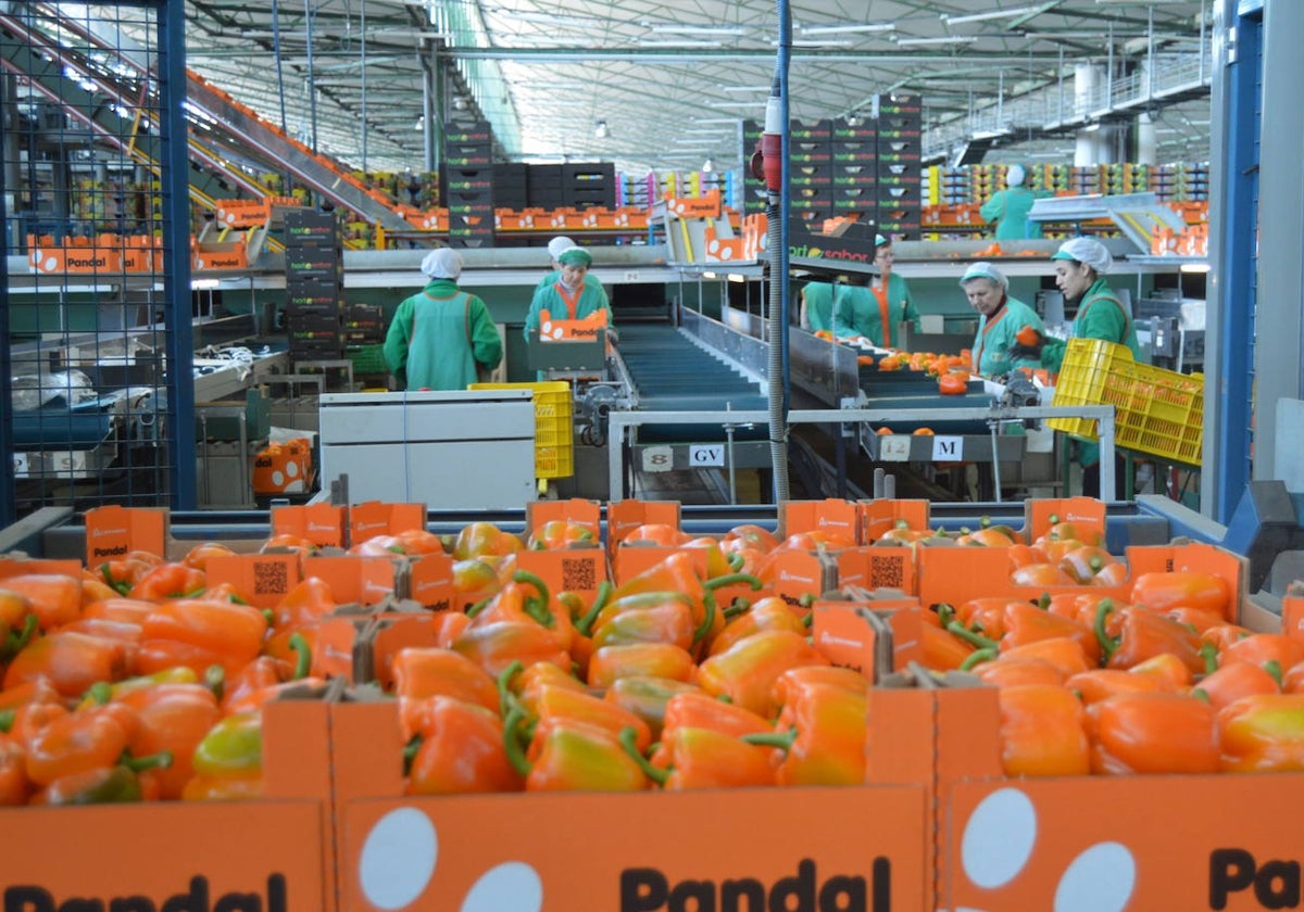 Mujeres trabajando en una central hortofrutícola.