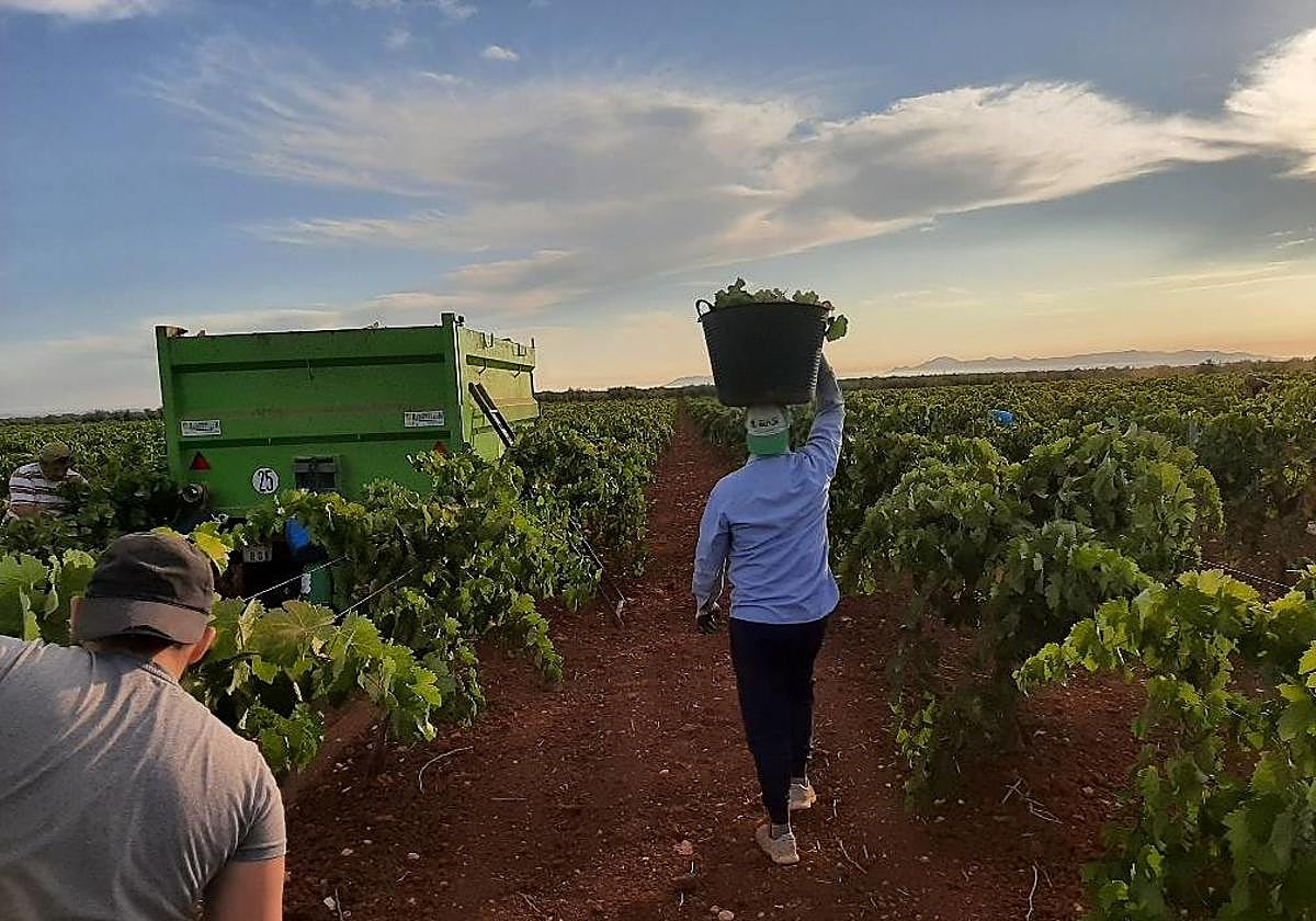 Trabajadores durante la vendimia en Los Santos de Maimona hace varias campañas.