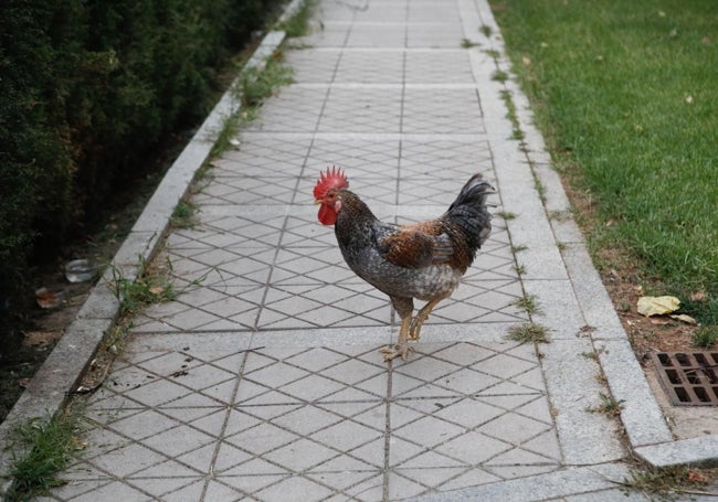 El gallo Manolo en su nuevo hábitat, en el Perú a los alrededores del edificio de Telefónica.