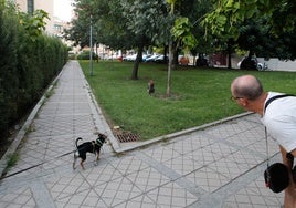 Vecino del barrio del Perú, en Cáceres, observando al gallo.