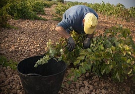 Un trabajador en la pasada campaña agrícola de la vendimia.