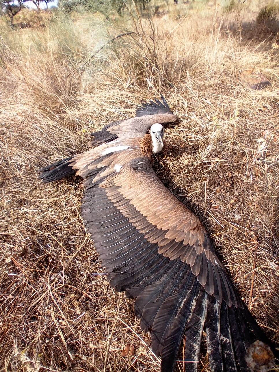 Así fue el rescate de un buitre leonado por parte de unos ciclistas