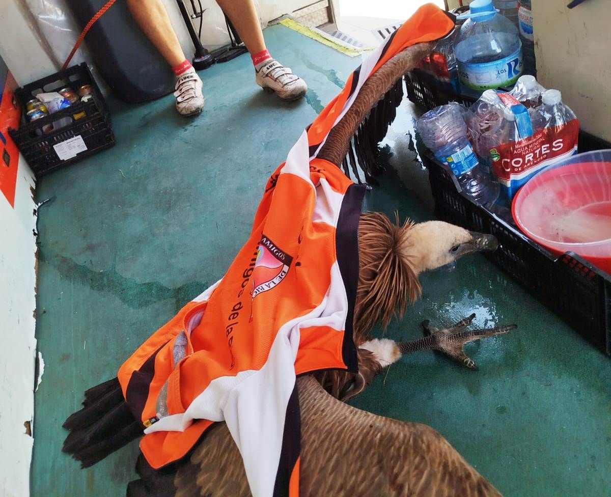 Así fue el rescate de un buitre leonado por parte de unos ciclistas