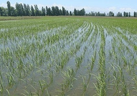 Técnica de riego por inundación en un cultivo de arroz en Extremadura.
