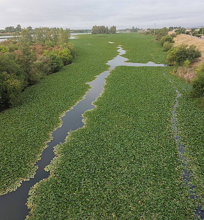 Nenúfar sobre el río en una foto tomada desde el Puente de la Autonomía.