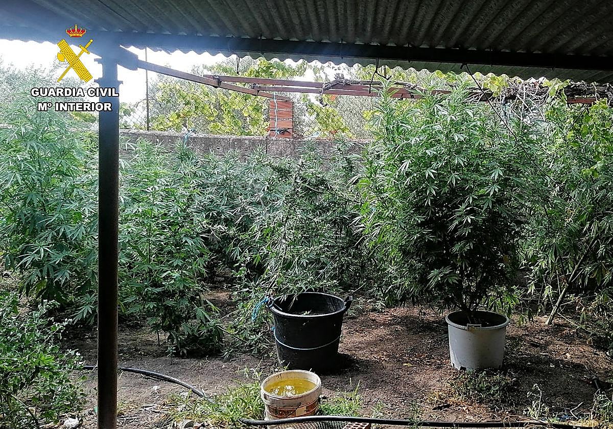 Plantación de marihuana descubierta en una finca.