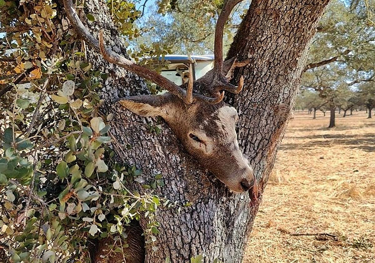 Ciervo adulto abatido escondido en una encina.