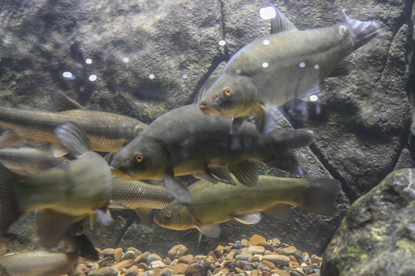 Fotos | La Feria de la Pesca, Caza y Naturaleza Ibérica de Badajoz en imágenes