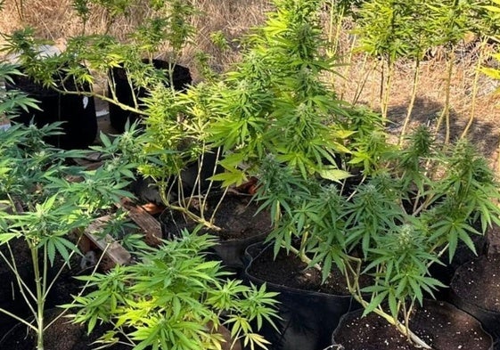 Plantas de marihuana intervenidas por la Guardia Civil.