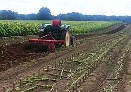 Labores en una explotación tabaquera del norte de Cáceres.