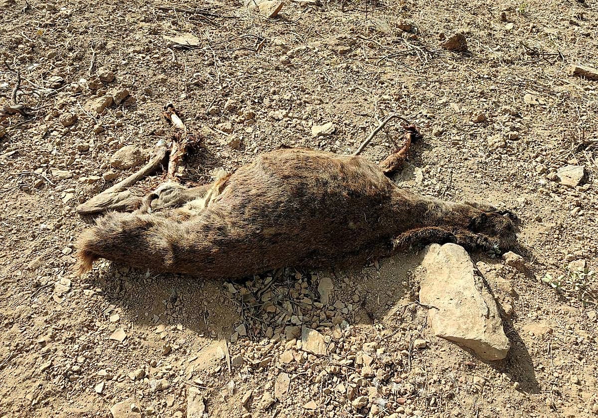 Restos del venado abatido por los furtivos