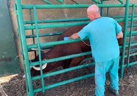 Un veterinario administrando un pinchazo de la vacuna contra la lengua azul.