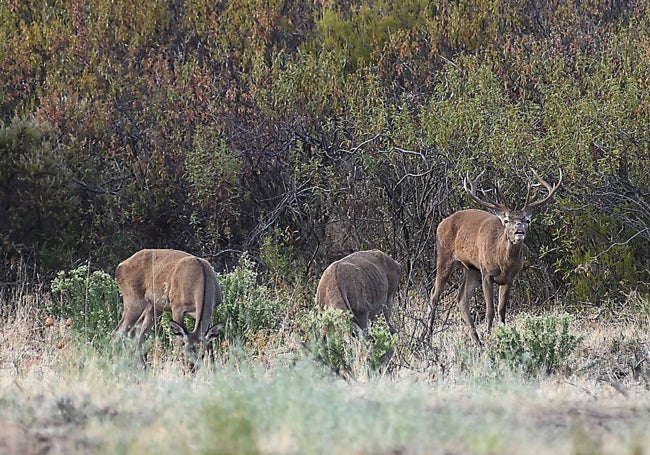 Un macho berrea junto a su harén.