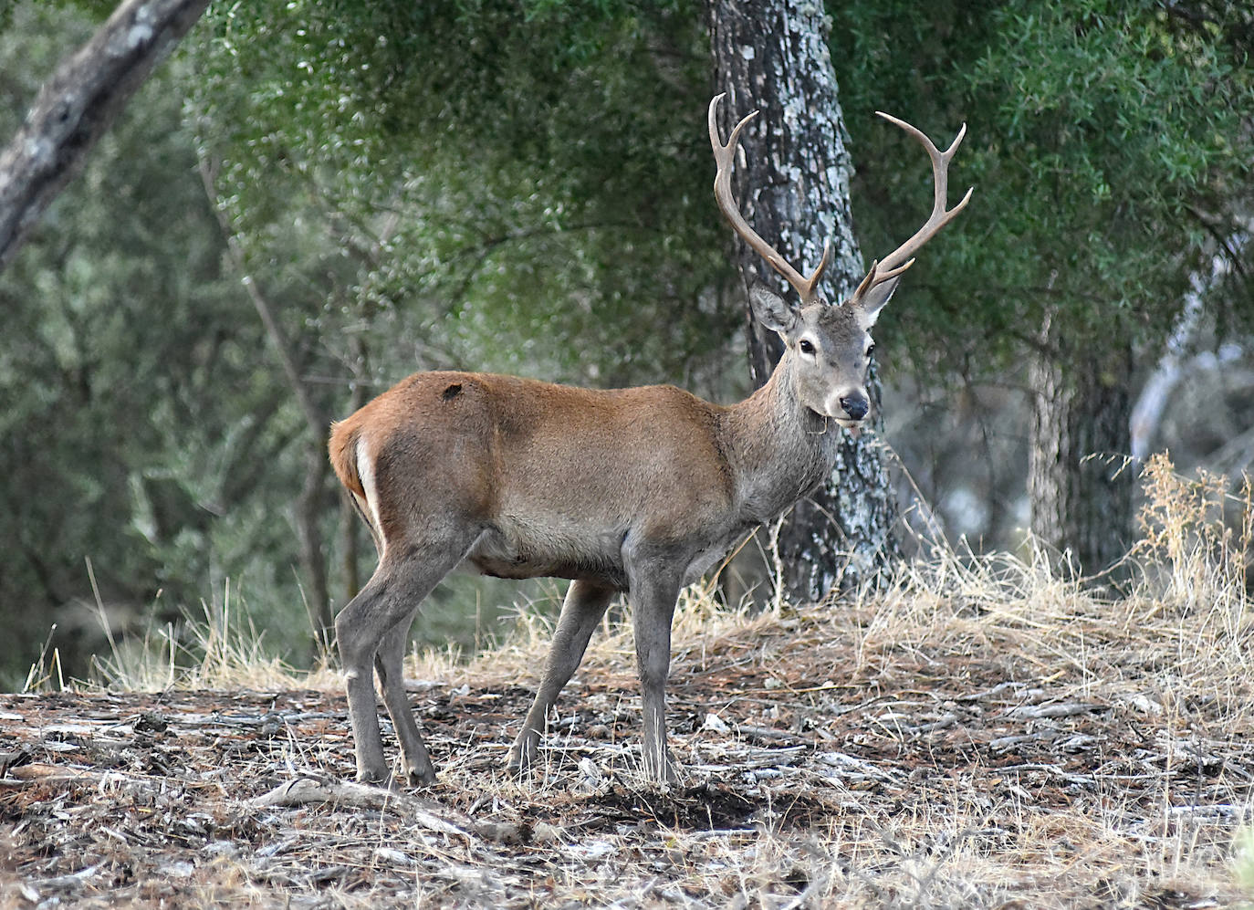 Visitas a Monfragüe para contemplar la berrea