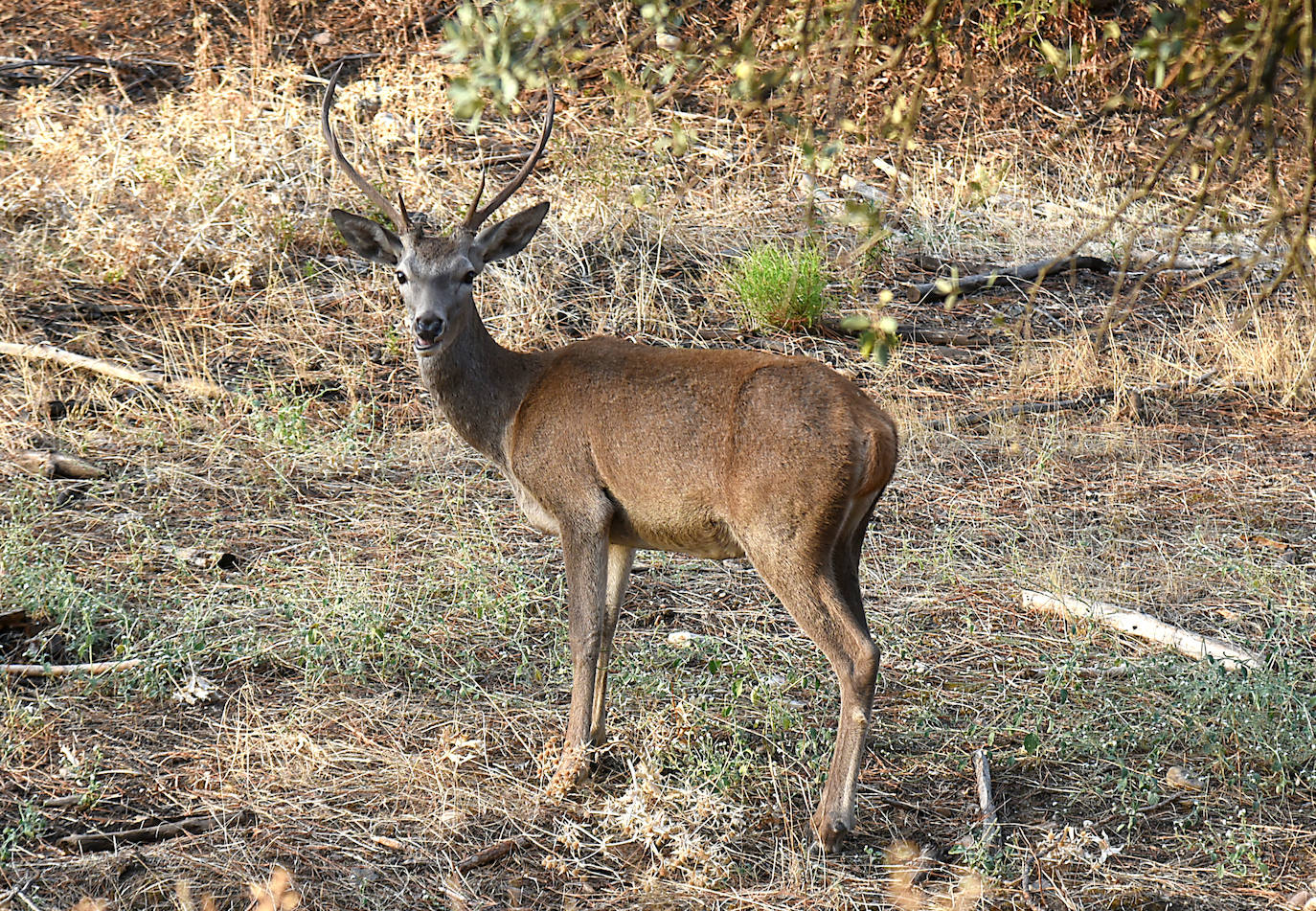 Visitas a Monfragüe para contemplar la berrea