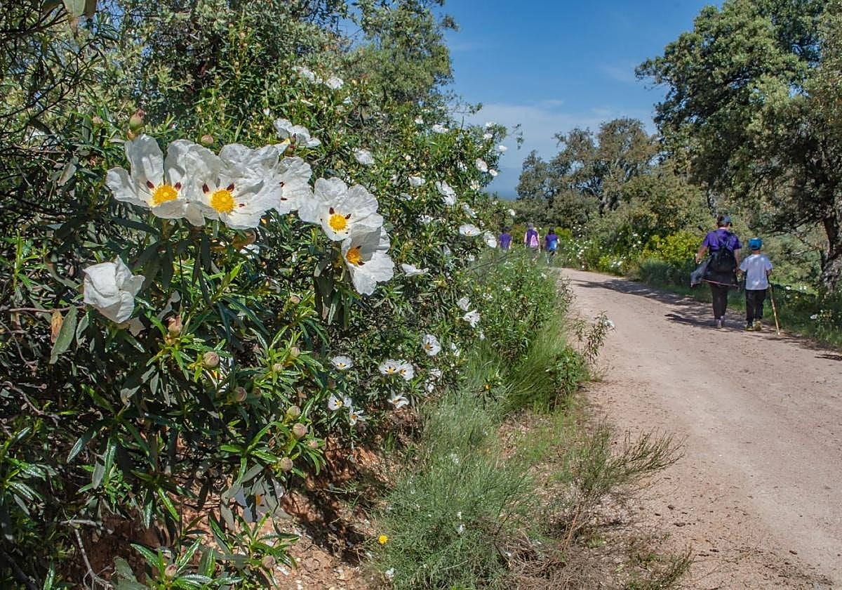 Ruta junto a polinizadores.