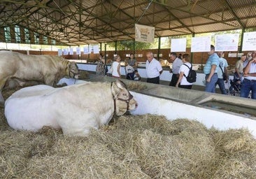 Comisario de la Feria de Zafra: «La aparición de lengua azul es un jarro de agua fría»