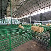 La Feria de Zafra asegura que tendrá oportunidades de negocio pese a la lengua azul