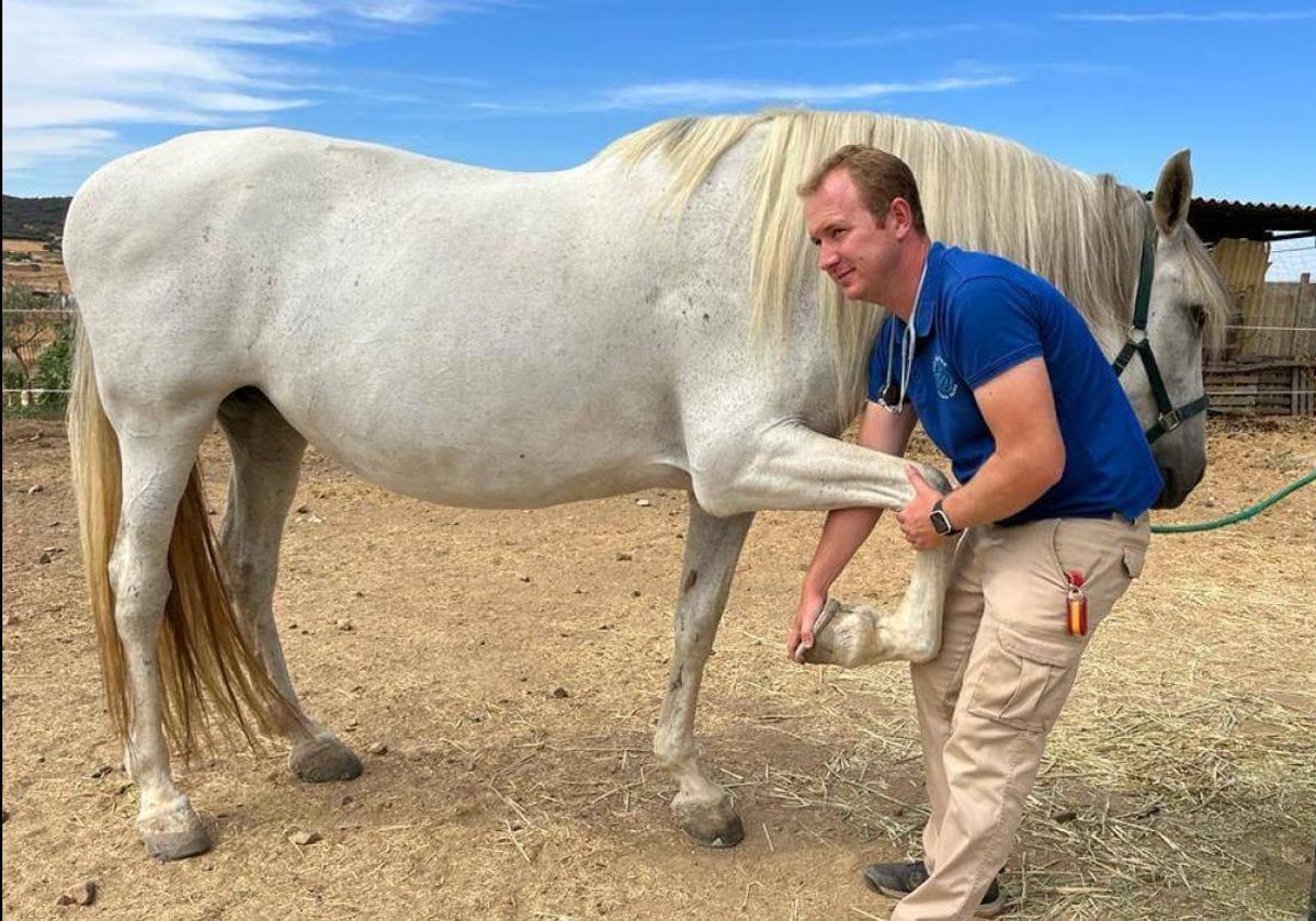 Un veterinario atiende a una yegua en una explotación de Navalvillar de Pela, en las Vegas Altas del Guadiana.