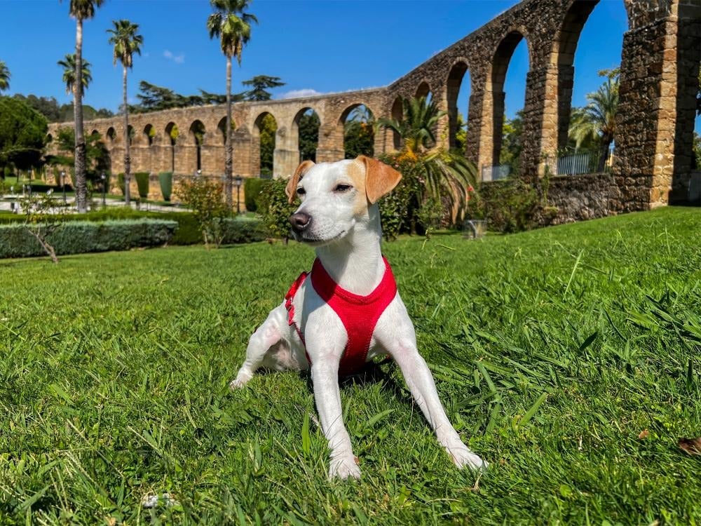 Pipper, el perro turista.
