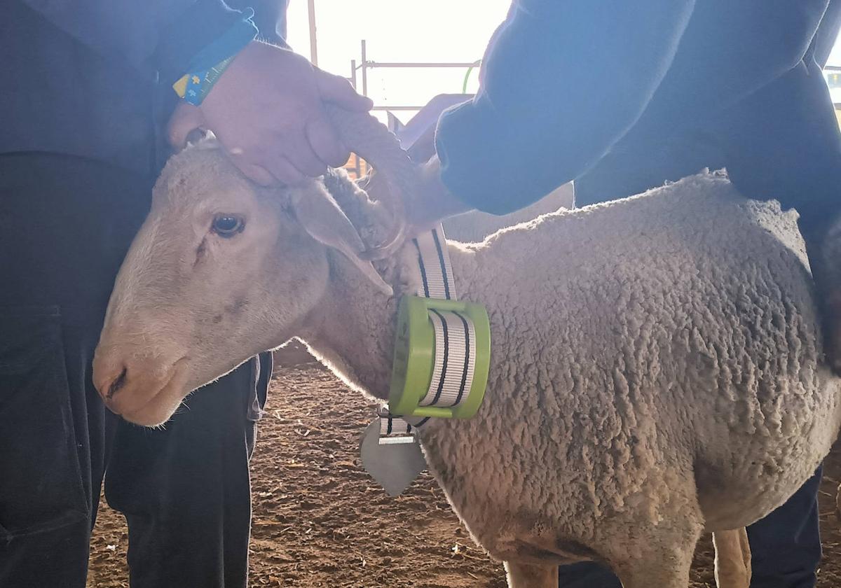 Un total de 25 ovejas llevan puesto este collar inteligente, con tecnología de Digitanimal.