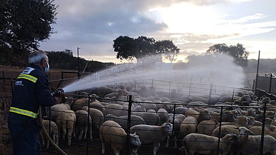 La lengua azul avanza: cinco nuevos focos en Extremadura, todos del serotipo 1