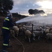 Comienza la desinsectación masiva de ovejas contra la lengua azul