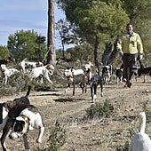 Junta y cazadores acuerdan cambiar los controles veterinarios en las monterías