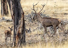 Ciervos en Extremadura.