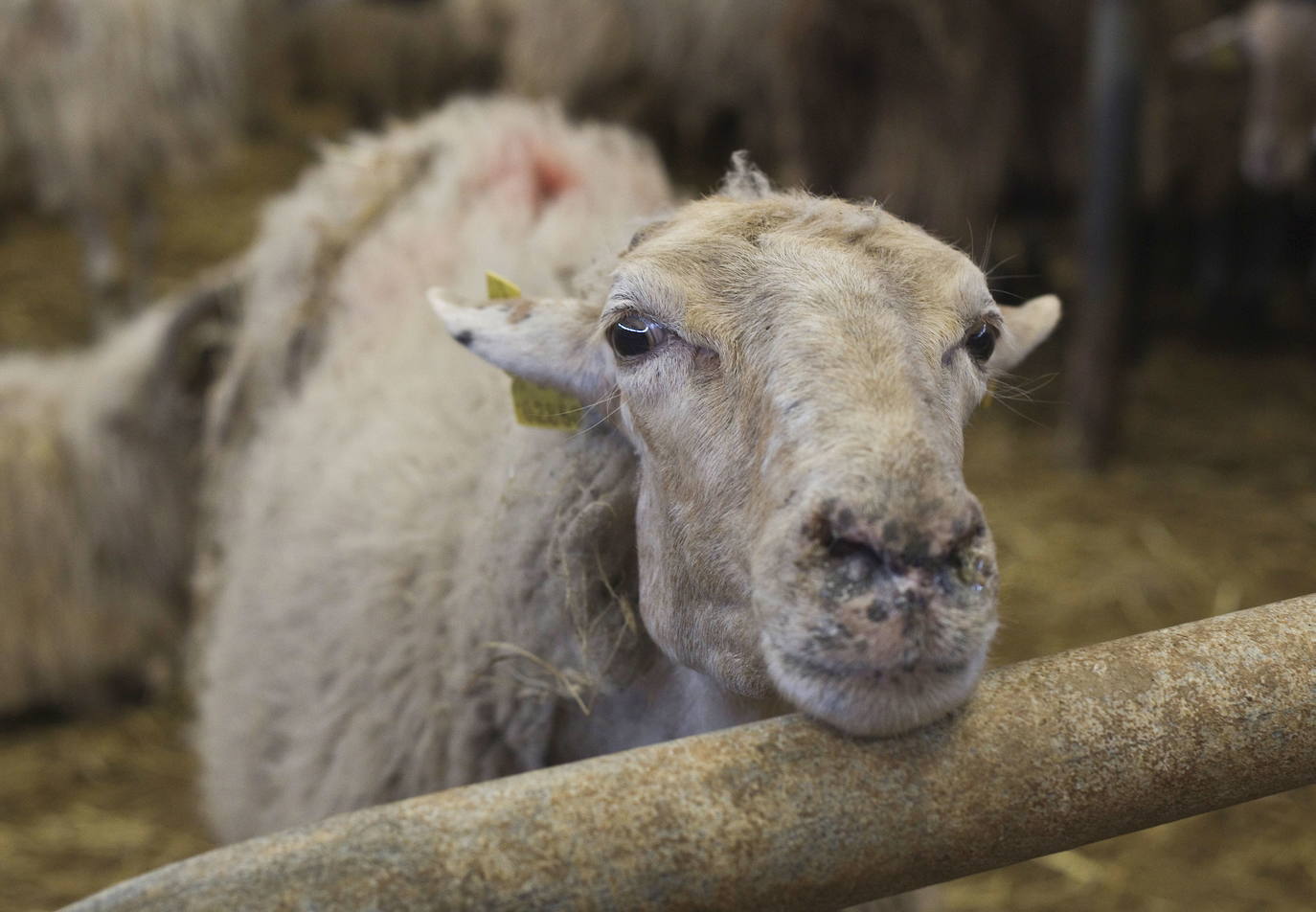 Las ovejas, las que más sufren los efectos de la lengua azul en Extremadura