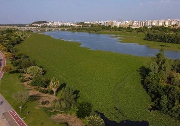 La Junta dice que retirará el nenúfar del Guadiana, pero solo de las orillas