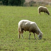 ¿Cómo se contagia la lengua azul en Extremadura?