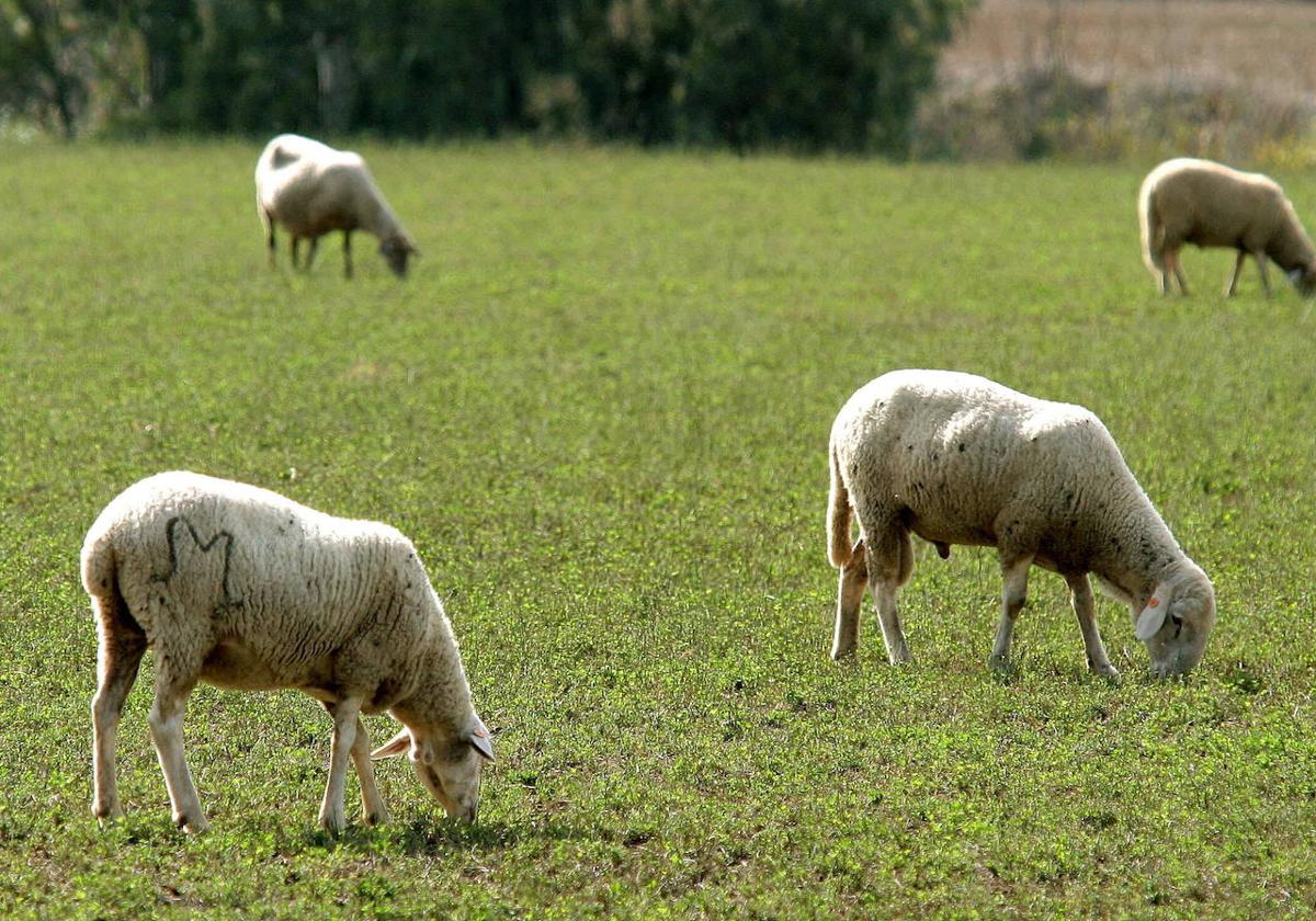 La lengua azul afecta de manera más grave a los ovinos