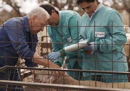 Vacunación contra la lengua azul en una finca de Valencia de Mombuey.