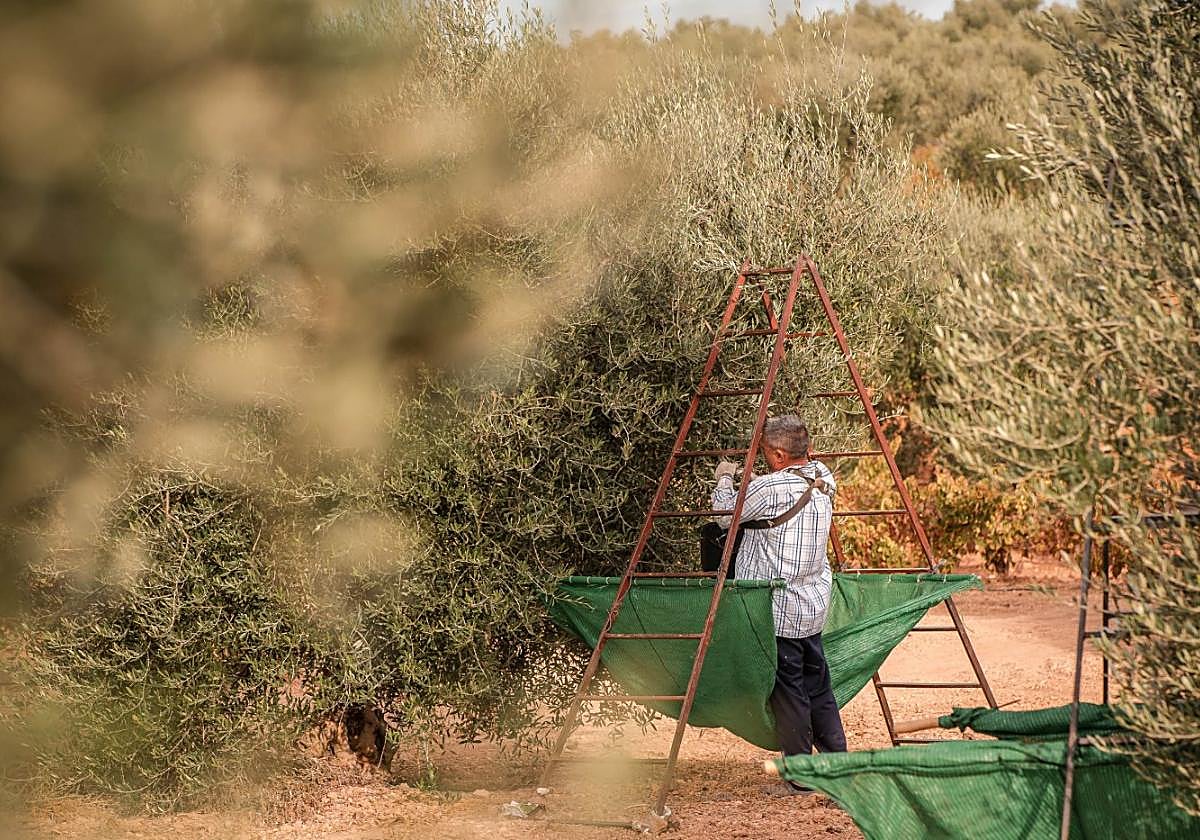 Poca aceituna de verdeo pero con buenos precios