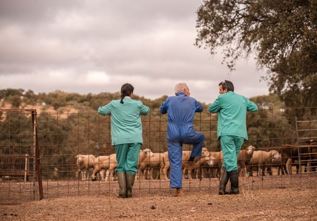 Los dos veterinarios y Francisco Díaz, ante el rebajo minutos antes de iniciar la vacunación.