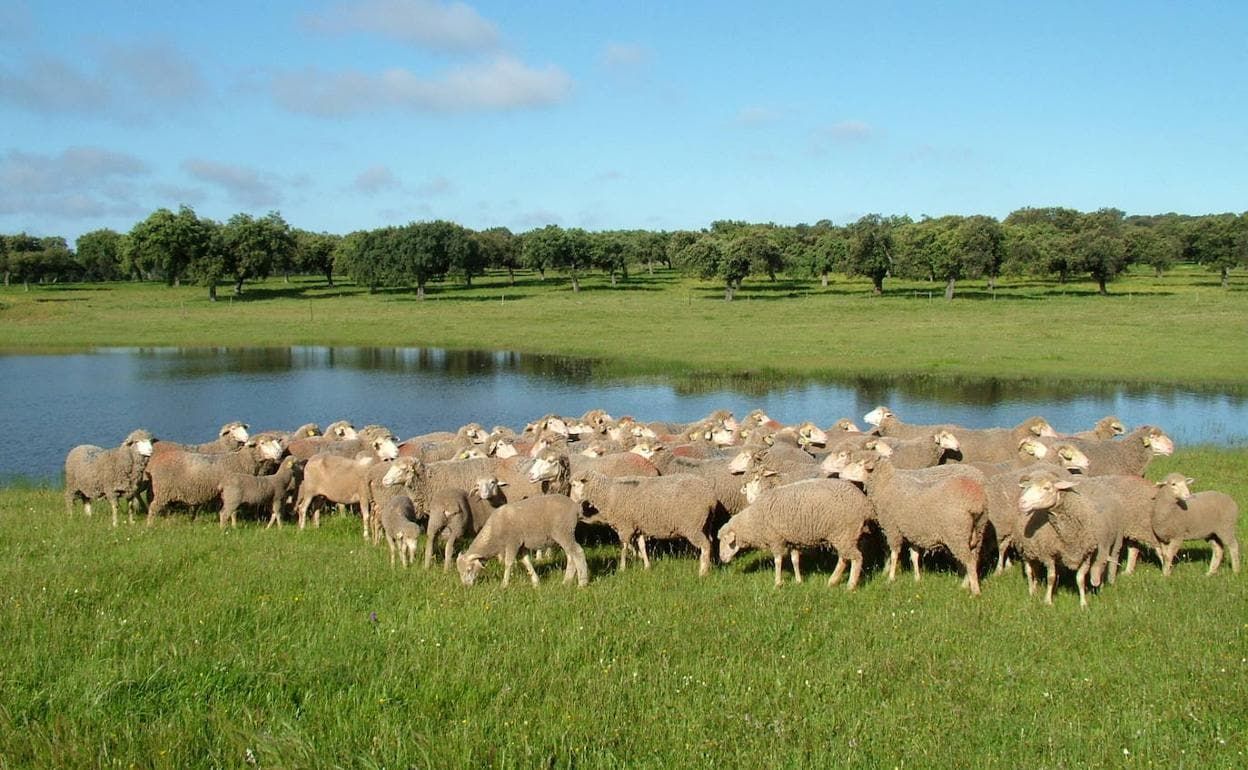 Cordero extremeño, el mismo que se exporta en todo el mundo, en plena dehesa.