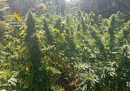 Plantación de marihuana en Sierra de Gata (Cáceres)
