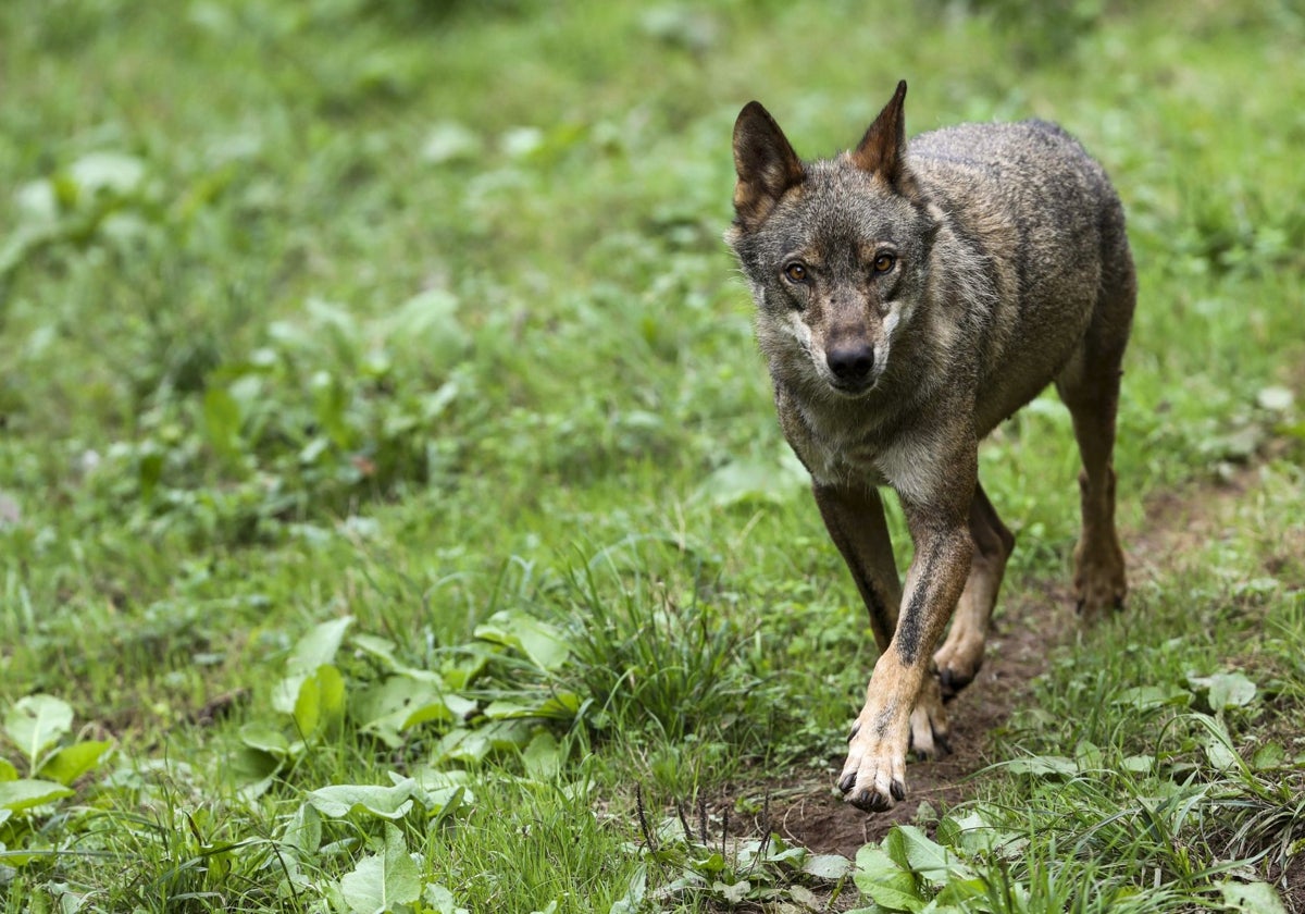 Ejemplar de lobo ibérico.