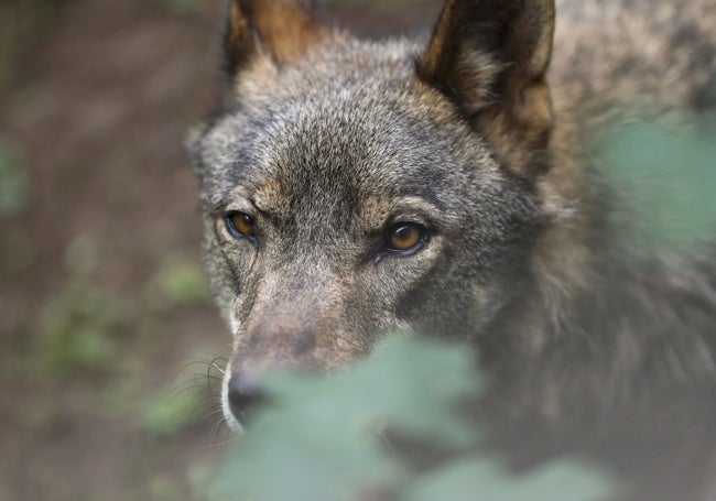 El lobo ibérico es exclusivo de España, que concentra en torno al 85% de la población, y Portugal.