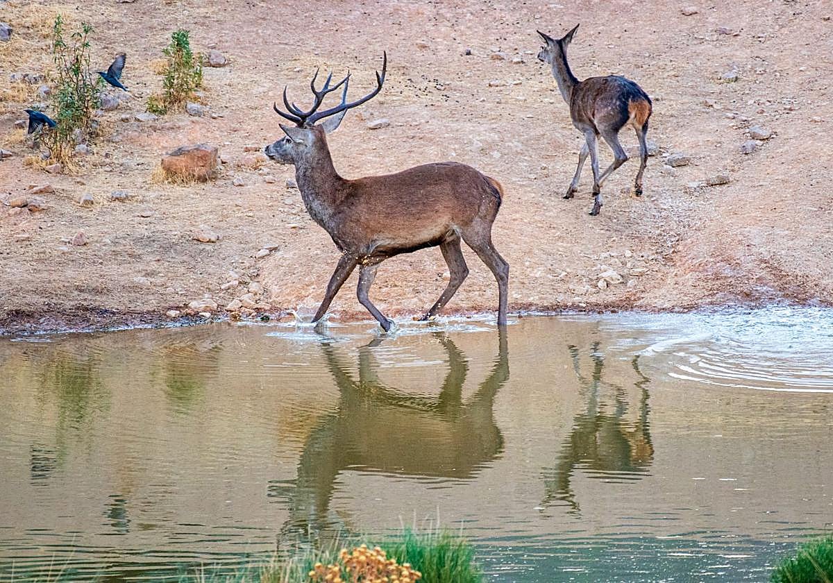 Un venado en época de berrea.