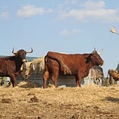 Extremadura registra nuevos focos de contagio de fiebre del Nilo en caballos, carbunco en vacas y Aujezsky en cerdos