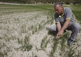 Un agricultor muestra el efecto de la sequía en su plantación de cereal.