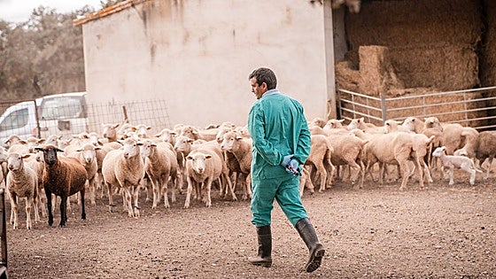 Extremadura registra cinco nuevos focos de lengua azul, uno de ellos de serotipo 3