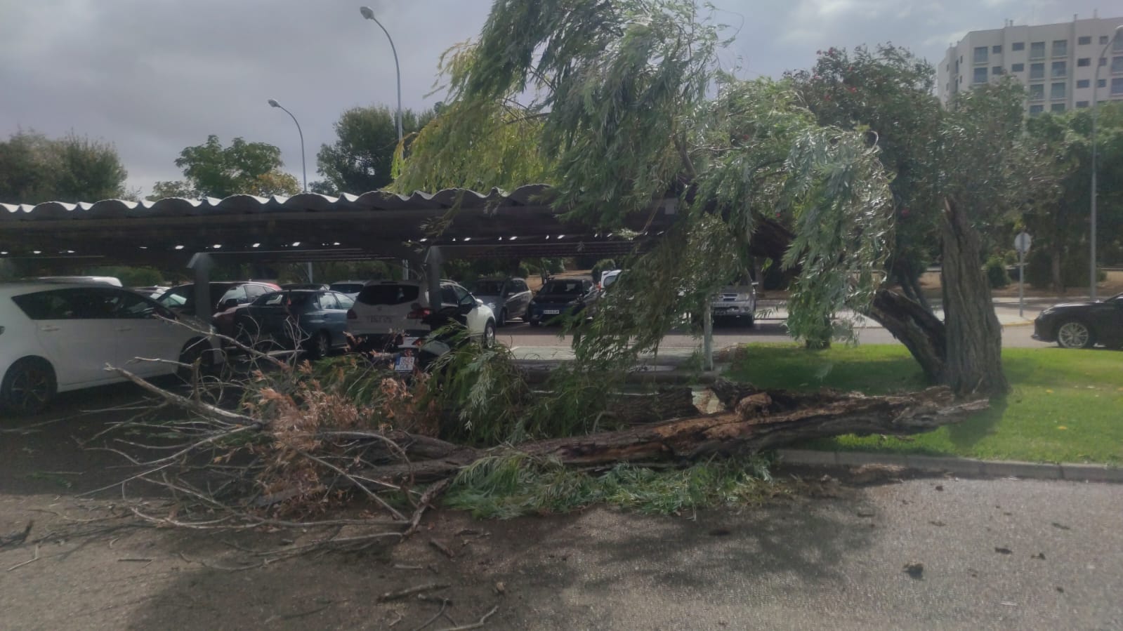 Árbol en la carretera junto a los aparcamientos del Rectorado de la UEx.