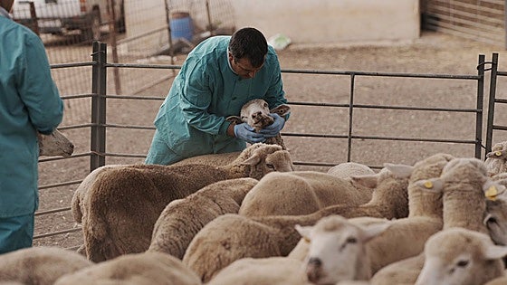Extremadura alcanza los 32 focos oficiales de lengua azul con el confirmado en Valdetorres