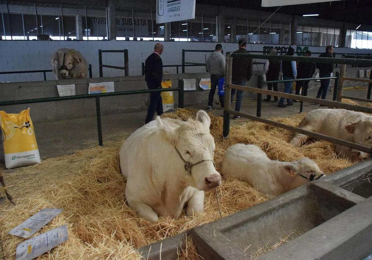La lengua azul retrasa la Feria Agroganadera de Trujillo