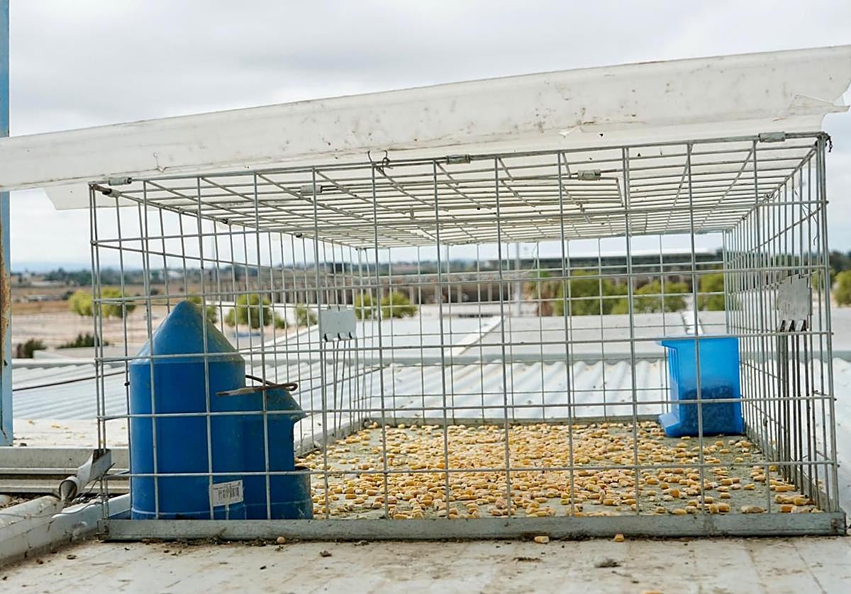 Badajoz instala jaulas para controlar la plaga de palomas